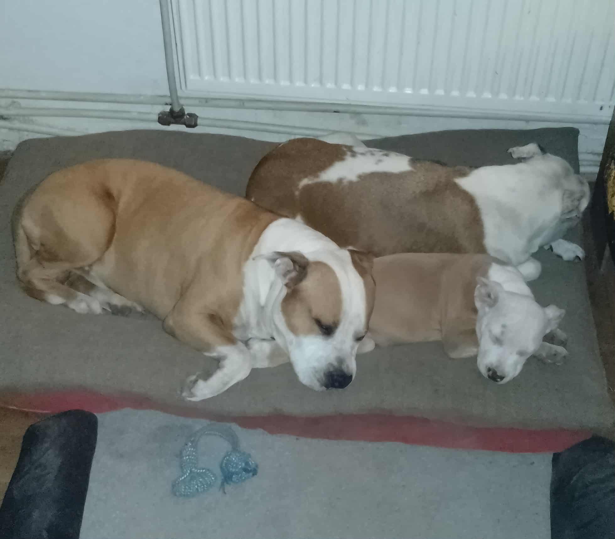 87d262c3-eced-484a-afbf-deab921782c9